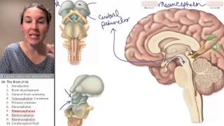 the Midbrain  Mesencephalon Brain ☆ Human Anatomy Course [upl. by Drofdeb]