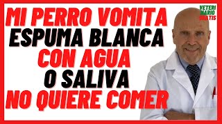 🔵 Porque mi Perro Vomita SALIVA con Espuma Blanca y Agua 🔵 No quiere Comer 🔵Tratamiento [upl. by Hamirak242]