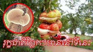 រុក្ខជាតិប្លែកៗមាននៅទីនេះ 😎 Bearn Bunnat [upl. by Mylo]