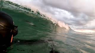 Fun encounter with surfing Commersons Dolphins [upl. by Suoivatram]