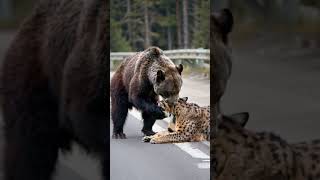 A young grizzly bear became friends with a bobcat [upl. by Noiroc876]