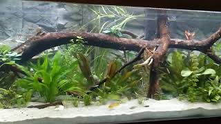 Mein Aquarium mit Rückwand [upl. by Ahsikit]