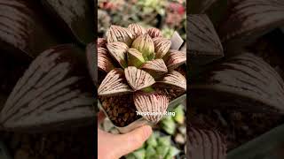 Haworthia cv ‘Neptune’s Rings’ Renny’s Haworthia exclusive hybrid rennyshaworthia [upl. by Illil]