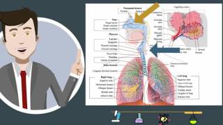 Respiratory Systemparts and function [upl. by Jun]