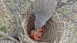 Day 3 quotAdorable Jungle Chirpers Exploring the Lives of Jungli Babbler Bird Babies 🐦🌿 [upl. by Glarum841]