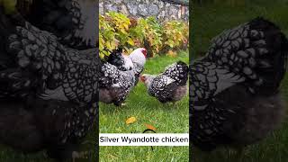 wyandotte chickenwyandotte chickenssilver laced wyandotte chickenswyandotte chicken breedwyandot [upl. by Krys]