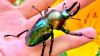 Handling a RAINBOW Stag Beetle  Phalacrognathus muelleri [upl. by Hadeehuat]