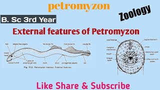 External Features of Petromyzon  Zoology  3rd Year [upl. by Vish150]