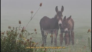 Ezels op Klein Spijkerbos [upl. by Lyndes]