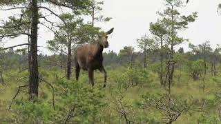 Älg fjolåring på mossen [upl. by Nnylsor491]