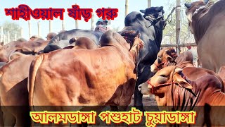 Biggest Cow 6 Mar 24 শাহীওয়াল ষাঁড় গরু সুস্বাস্থ্যের আজ আমদানিচুয়াডাঙ্গা আলমডাঙ্গা পশুহাট। [upl. by Yhtomiht657]