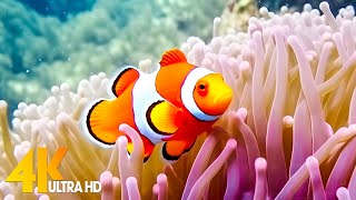 Aquarium 4K VIDEO ULTRA HD  Beautiful Coral Reef Fish  Sleep Relaxing Meditation Music [upl. by Aicilec]