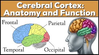 Lobes of the Brain Cerebrum Anatomy and Function Cerebral Cortex [upl. by Alexina]