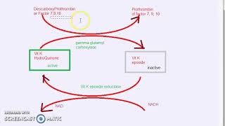 Pharmacology 619 d AntiCoagulant Warfarin Mechanism Of Action [upl. by Attaymik]