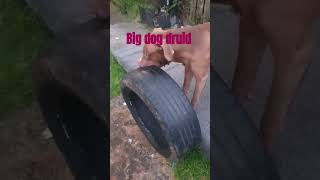 Big dog [upl. by Wilda]