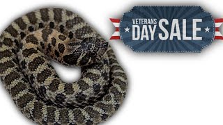 Veterans Day Hognose Sale [upl. by Aihtibat]