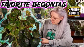 My Favorite Begonias Right Now Begonia Care Tips amp PO Box Goodies [upl. by Eissel]