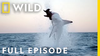 Shark vs Whale Full Episode  Nat Geo Wild [upl. by Ayhdiv]