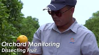 Citrus  Monitoring and Inspection for Phytosanitary Markets English [upl. by Sharos180]