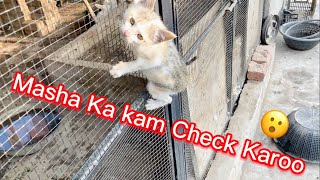 Masha Ka Kam Check Karoo cat youtube foryou viral dailyvlog vlog animalsloversgrw [upl. by Nimsay]