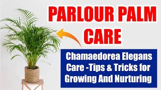 Parlour Palm Chamaedorea Elegans Care  Tips amp Tricks for Growing and Nurturing [upl. by Dnilazor]