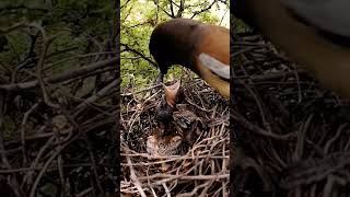 Rufous treepie bird babies P 6 short ytshortsvideo [upl. by Shifra]