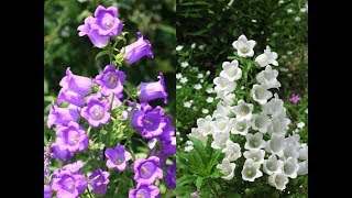 Amazing and Most Beautiful Campanula Medium Flowers  Canterbury bells [upl. by Liesa]