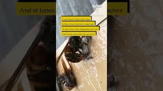 If you choose to place glue traps in front of your bee hives make sure to place them when [upl. by Mattland57]