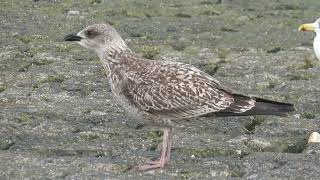 Lesser Blackbacked Gull Larus fuscus Maasvlakte ZH the Netherlands 13 Oct 2024 28 [upl. by Galliett]