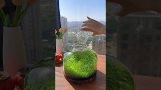 🌿 Fish keeping plant pot fishkeepingdiary healingslowlife natureinthefishtank [upl. by Augusta854]