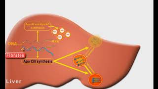 Antihyperlipidemic drugs animation Fibrates [upl. by Leoy]