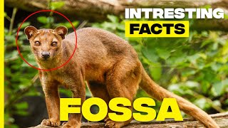 Unveiling the Secrets of the Fossa Apex Predator of the Malagasy Rainforest [upl. by Nosneh447]