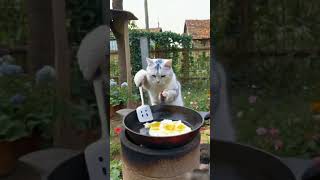 FUNNY CAT animals cute nature [upl. by Adnert861]