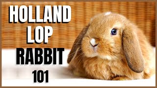 Holland Lop Rabbit 101 [upl. by Hugo]