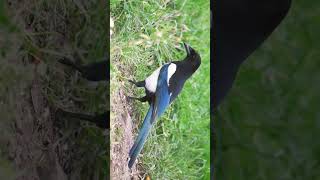 🐥•²⁸ Eurasian Magpie Blackbilled Magpie Pica pica in Crow Family Corvidae [upl. by Cathleen]