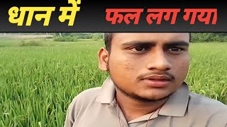 dhaan me fal lag gaya ritik hatwa new vlog [upl. by Koblas]