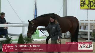 Lot 3  Joshua Tree  Salon des Etalons 2024 [upl. by Matthia]