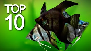 Top 10 Beautiful Angel Fish [upl. by Treiber]