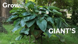 How to grow GIANT hostas fast and easy [upl. by Einnad]