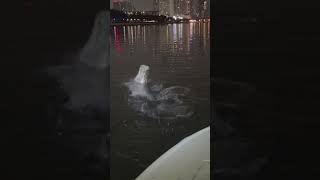 MEGA Miami Tarpon tarpon fishing bigfish [upl. by Merv]