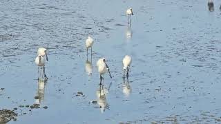 Shorebirds at Ambury Regional Park birds animals wildlife [upl. by Leonard958]