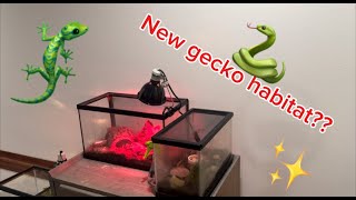 NEW GECKO HABITAT [upl. by Ialokin]