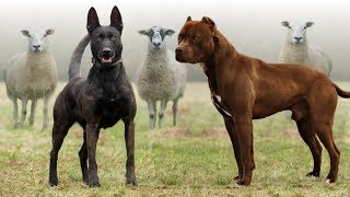 These Are 10 Best Farm Dog Breeds [upl. by Hsakiv]