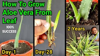 Secret To Grow Aloe Vera Plant From Leaf  How to grow thick leaves Of Aloe Vera  2 Years updates [upl. by Brufsky]