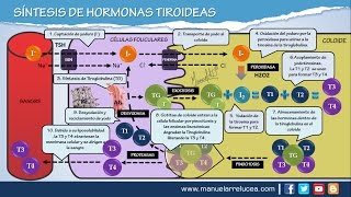 SÍNTESIS DE HORMONAS TIROIDEAS [upl. by Ettenajna]