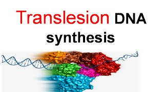 Translesion DNA synthesis [upl. by Josefa666]