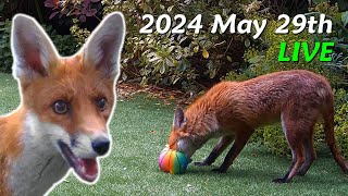 Foxes Live  2024 May 29th [upl. by Demodena]