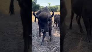 Bisonteeuropeu em Portugal European bison in Portugal [upl. by Kuo588]