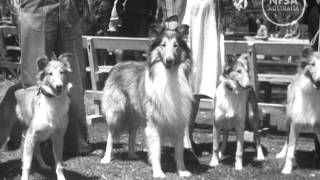 Canberra Dog Fanciers Parade Their Pets Australian Diary 33 [upl. by Charmian858]