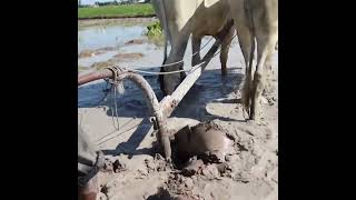 The soil is very fertile easy for farmers to plow plowing farming field cow [upl. by Ahmar]